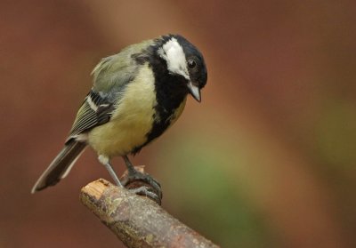 Great Tit - Parus major