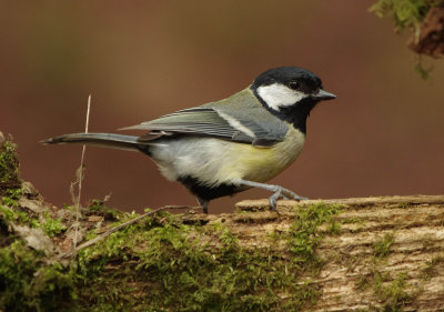 Great Tit - Parus major