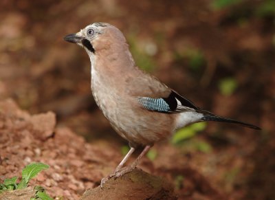 Jay - Garrulus glandarius