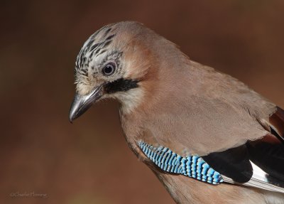 Jay - Garrulus glandarius