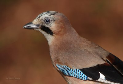 Jay - Garrulus glandarius