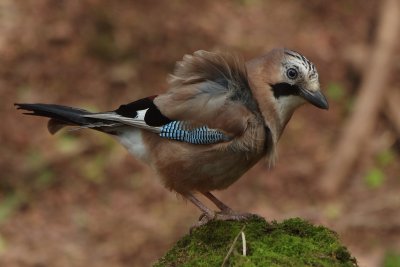 Jay - Garrulus glandarius