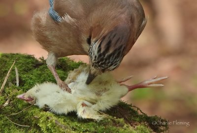 Jay - Garrulus glandarius