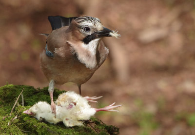 Jay - Garrulus glandarius