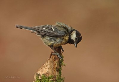 Great Tit - Parus major