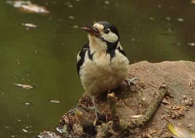 Greater Spotted Woodpecker