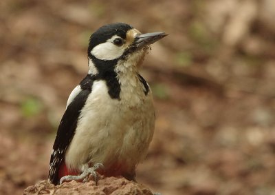 Greater Spotted Woodpecker