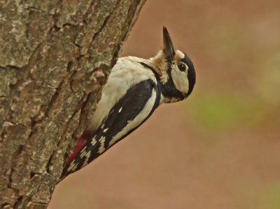 Greater Spotted Woodpecker