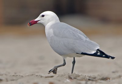 Audouine's Gull -  chthyaetus audouinii