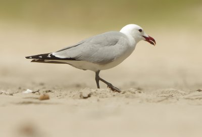  Audouine's Gull - Ichthyaetus audouinii