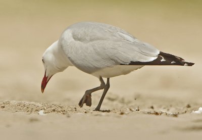  Audouine's Gull - Ichthyaetus audouinii