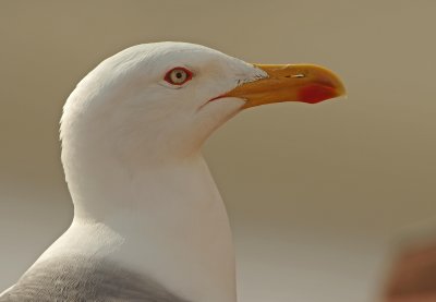 Yellow Legged Gull - Larus michahellis