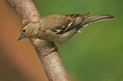 Chaffinch - Fringilla coelebs