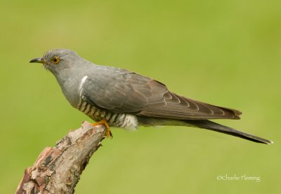 Cuckoo - Cuculus canorus