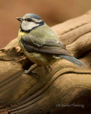 Blue Tit