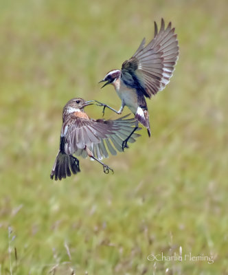 Whinchat and Stonechat