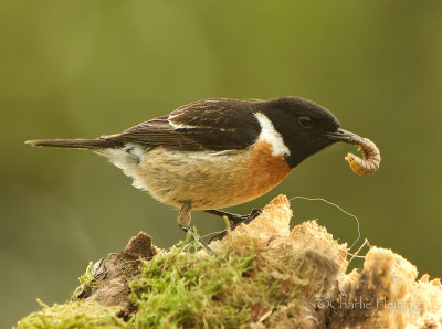 Saxicola rubicola hibernans