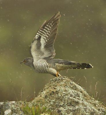 Cuckoo - Cuculus canorus