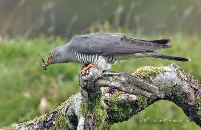 Cuckoo - Cuculus canorus