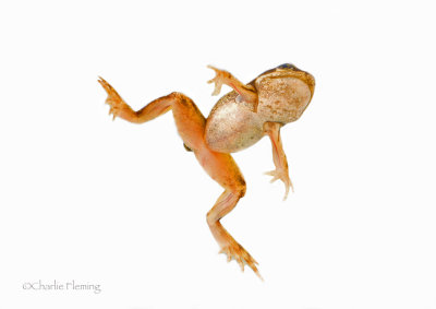 Common Frog - Rana temporaria 