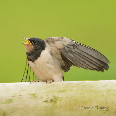 Swallow - Hirundo rustica