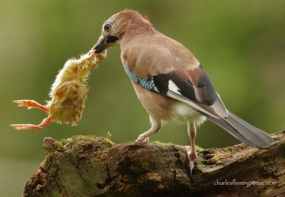 Jay - Garalus glandiarus