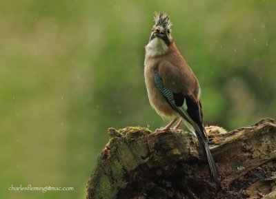 Jay - Garalus glandiarus