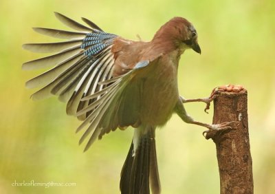 Jay - Garalus glandiarus