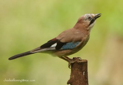 Jay - Garalus glandiarus