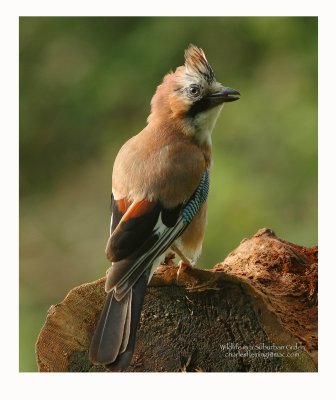 Jay - Garalus glandiarus