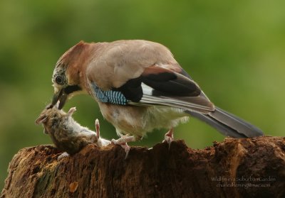 Jay - Garalus glandiarus