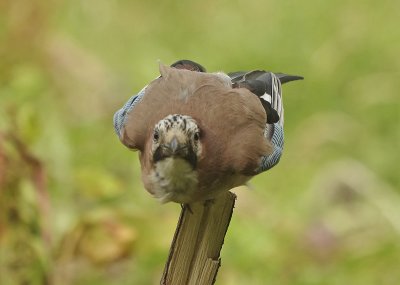 Jay - Garalus glandiarus