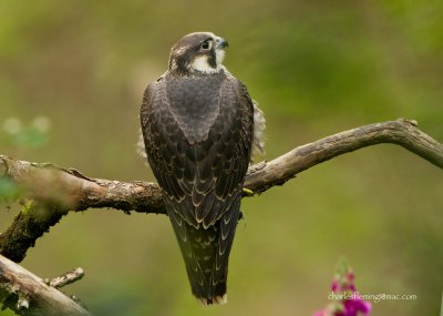 Peregrine Falcon - Falco peregrinus (juvenile)