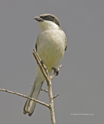 Loggerhead Shrike - Lanius ludovicianus