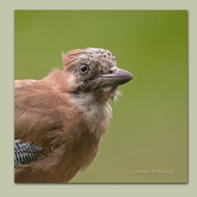 Jay - Garalus glandiarus