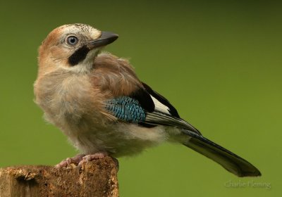 Jay - Garalus glandiarus