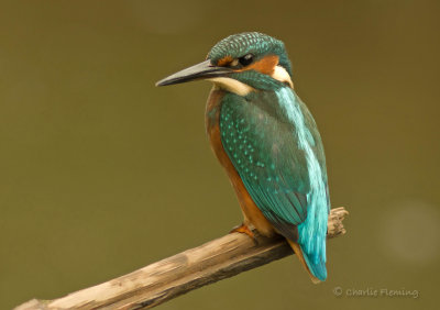 Common Kingfisher - Alcedo athis