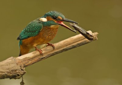 Kingfishers  August 2012