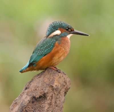 Common Kingfisher - Alcedo athis