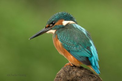 Common Kingfisher - Alcedo athis