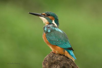 Common Kingfisher - Alcedo athis