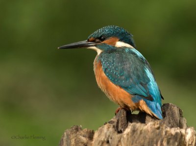 Common Kingfisher - Alcedo athis