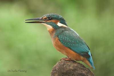 Common Kingfisher - Alcedo athis