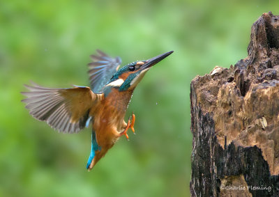 Common Kingfisher - Alcedo athis