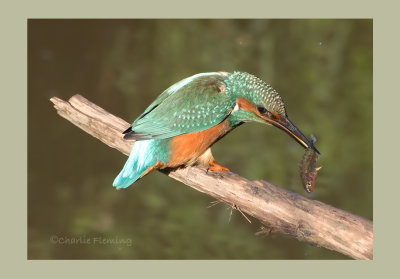 Common Kingfisher - Alcedo athis