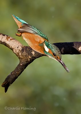 Common Kingfisher - Alcedo athis