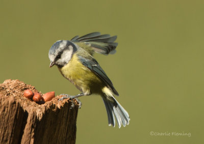 Blue Tit - Cyanistes caeruleus