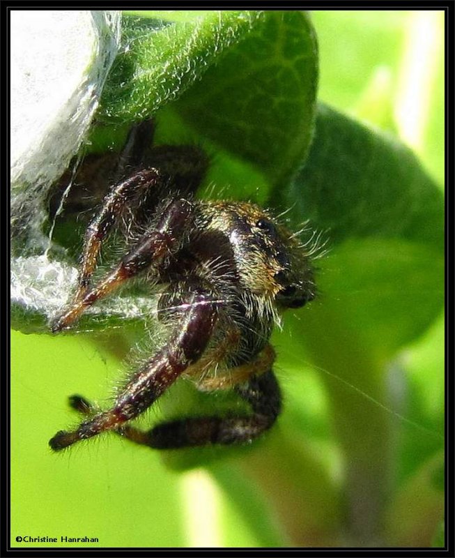 Jumping spider in shelter