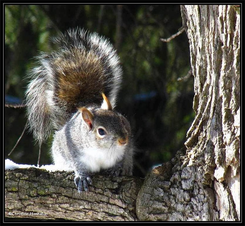 The face of curiosity:  Grey Squirrel