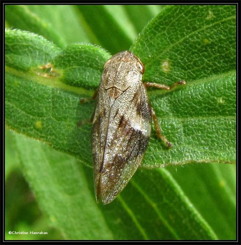 Spittlebug
